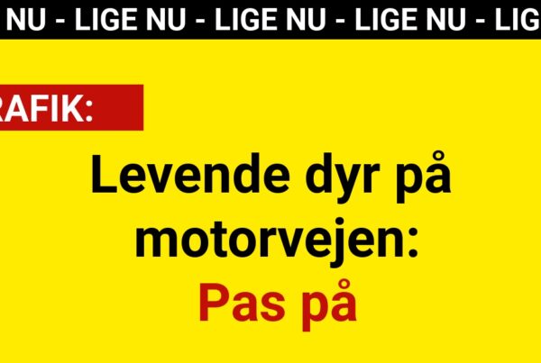 Levende dyr på motorvejen: Pas på