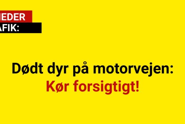 Dødt dyr på motorvejen: Kør forsigtigt!