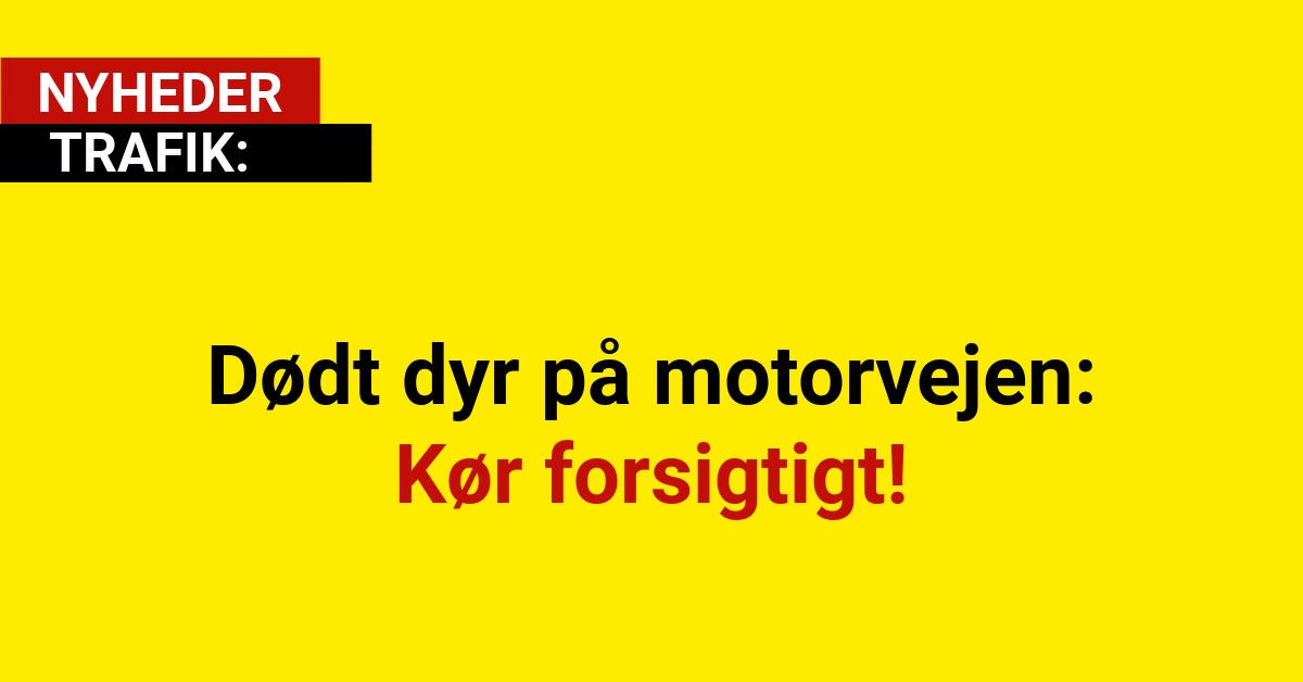 Dødt dyr på motorvejen: Kør forsigtigt!