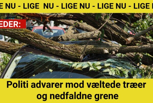 Politi advarer mod væltede træer og nedfaldne grene