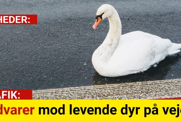 Advarer mod levende dyr på vejen