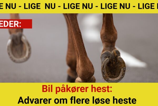 Bil påkører hest: Advarer om flere løse heste