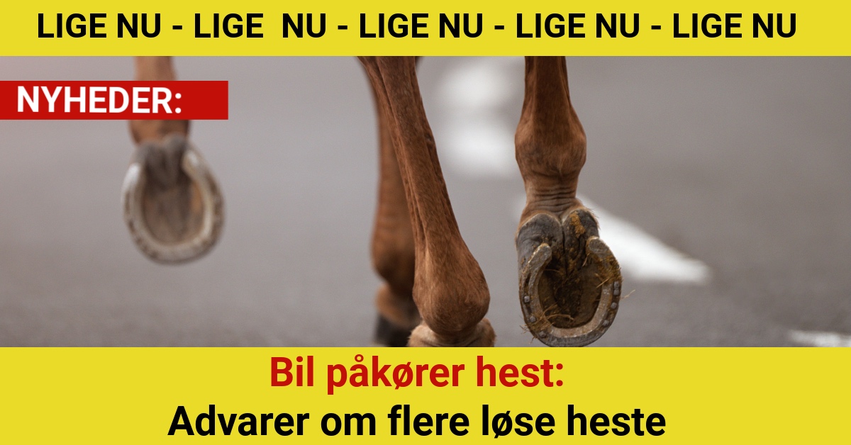 Bil påkører hest: Advarer om flere løse heste