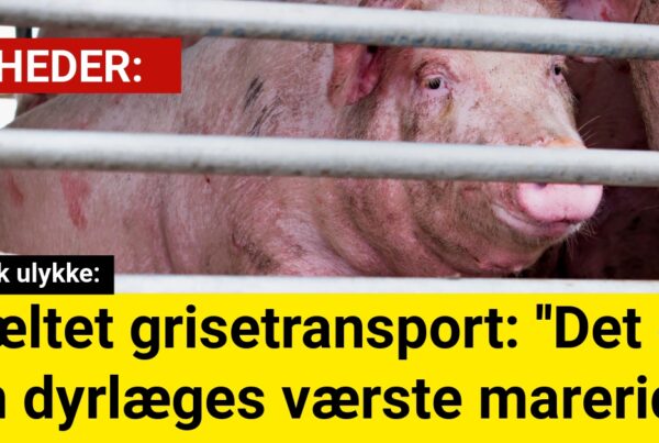 Væltet grisetransport: ''Det er en dyrlæges værste mareridt''