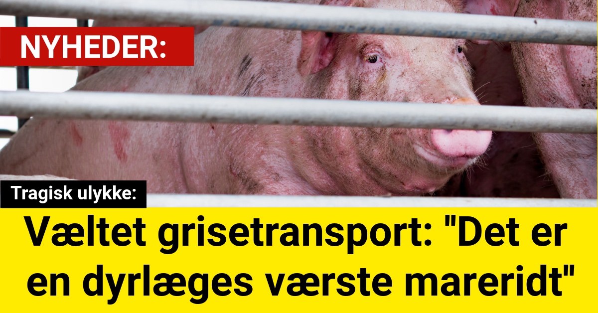 Væltet grisetransport: ''Det er en dyrlæges værste mareridt''