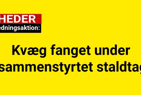 Stor redningsaktion: Kvæg fanget under sammenstyrtet staldtag