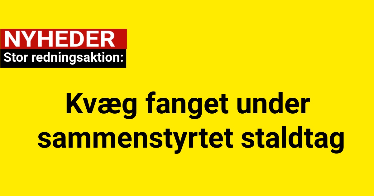 Stor redningsaktion: Kvæg fanget under sammenstyrtet staldtag