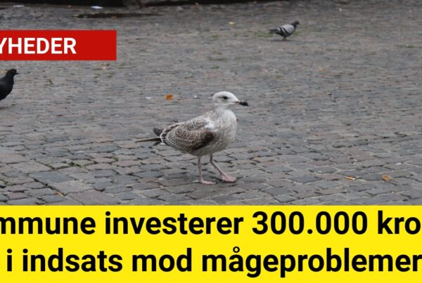 mågeproblemer