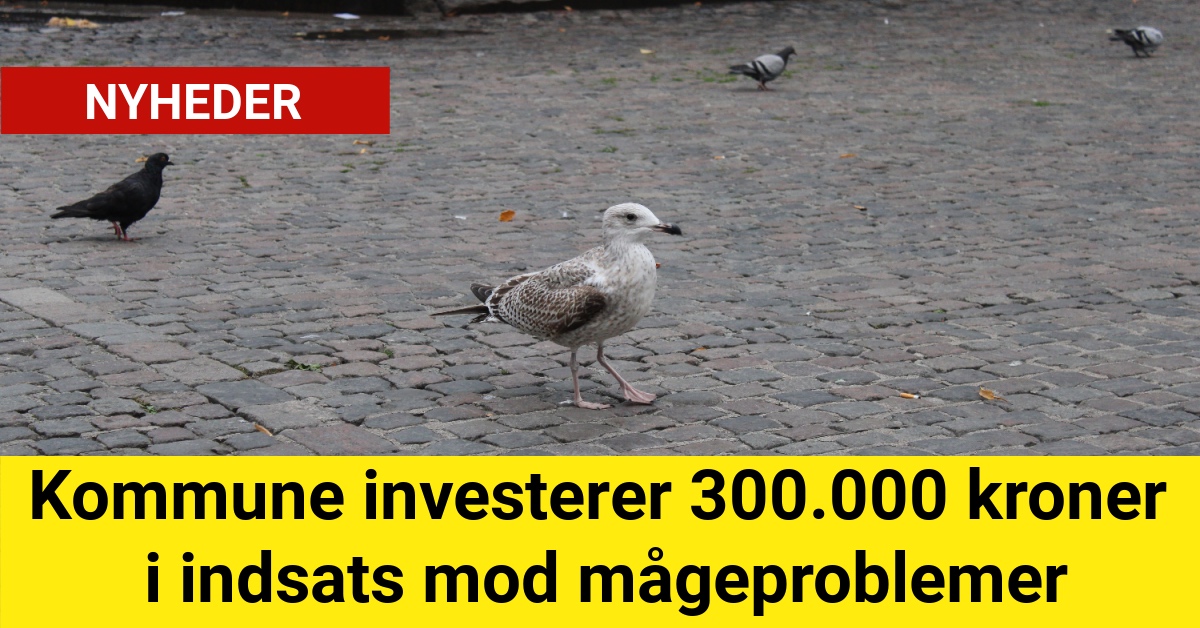 mågeproblemer