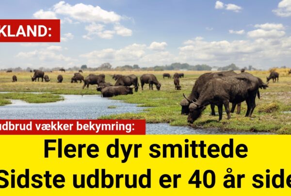 Virusudbrud vækker bekymring: Flere dyr smittede - Sidste udbrud er 40 år siden