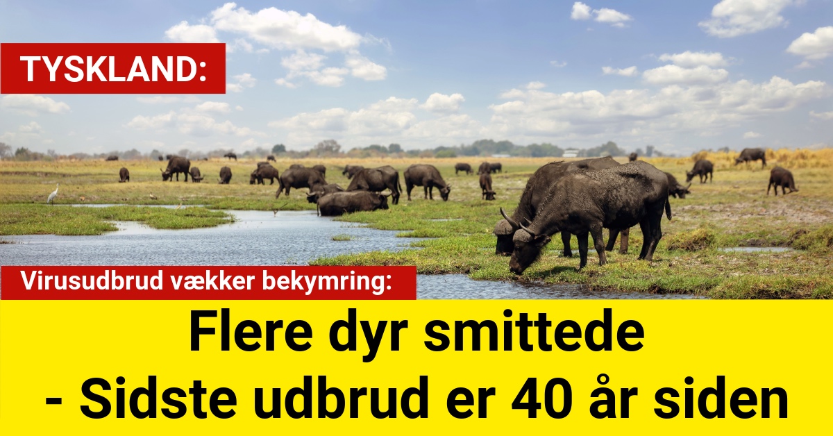 Virusudbrud vækker bekymring: Flere dyr smittede - Sidste udbrud er 40 år siden