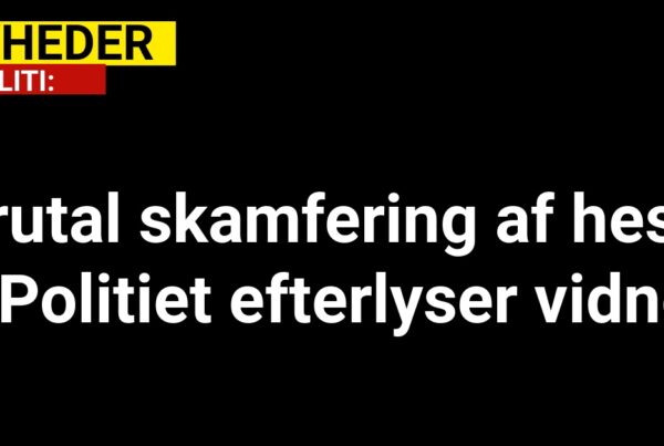 Brutal skamfering af hest – Politiet efterlyser vidner