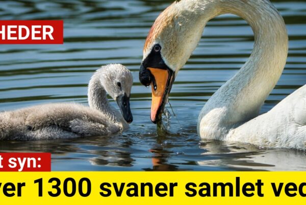 Vildt syn: Over 1300 svaner samlet ved Å