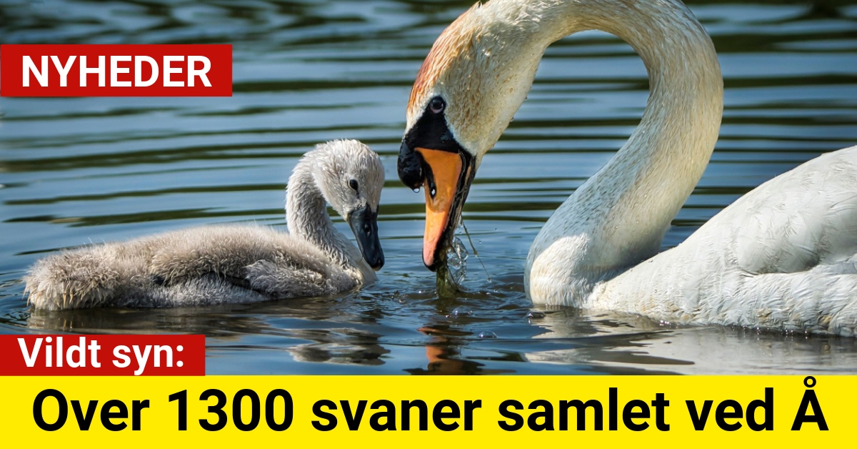 Vildt syn: Over 1300 svaner samlet ved Å