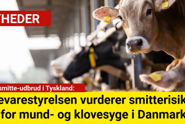 Fødevarestyrelsen vurderer smitterisikoen for mund- og klovesyge i Danmark