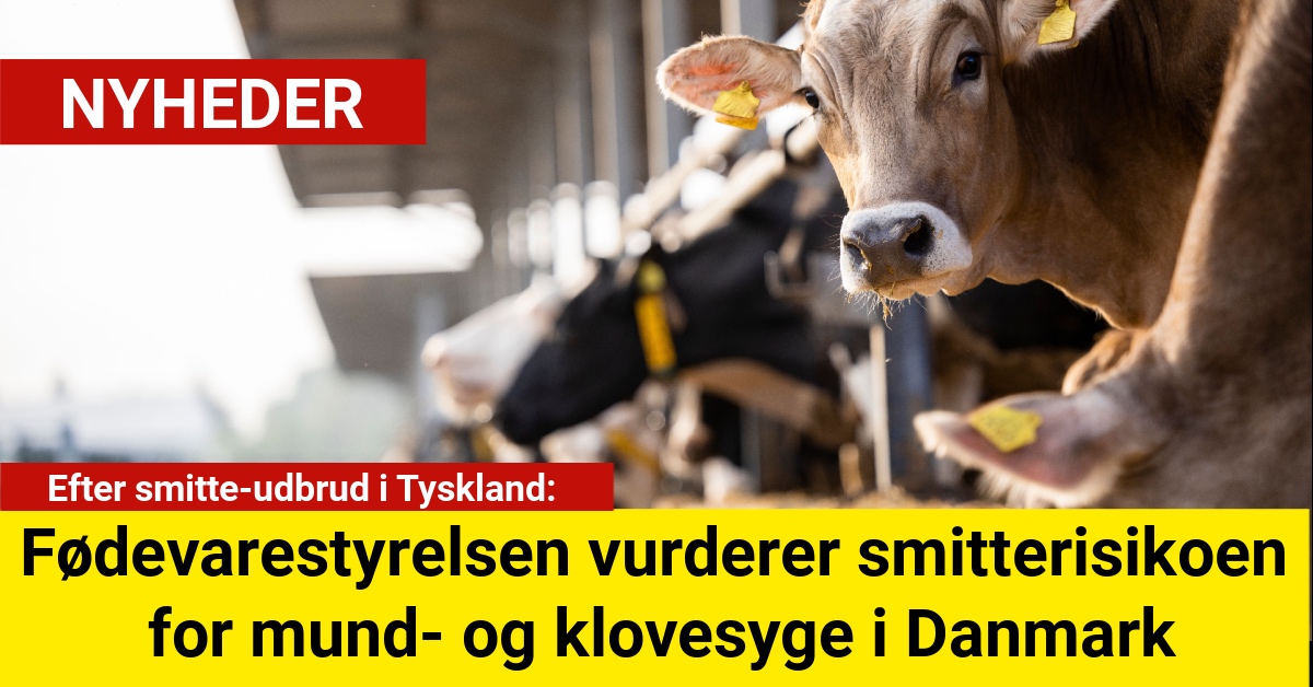 Fødevarestyrelsen vurderer smitterisikoen for mund- og klovesyge i Danmark