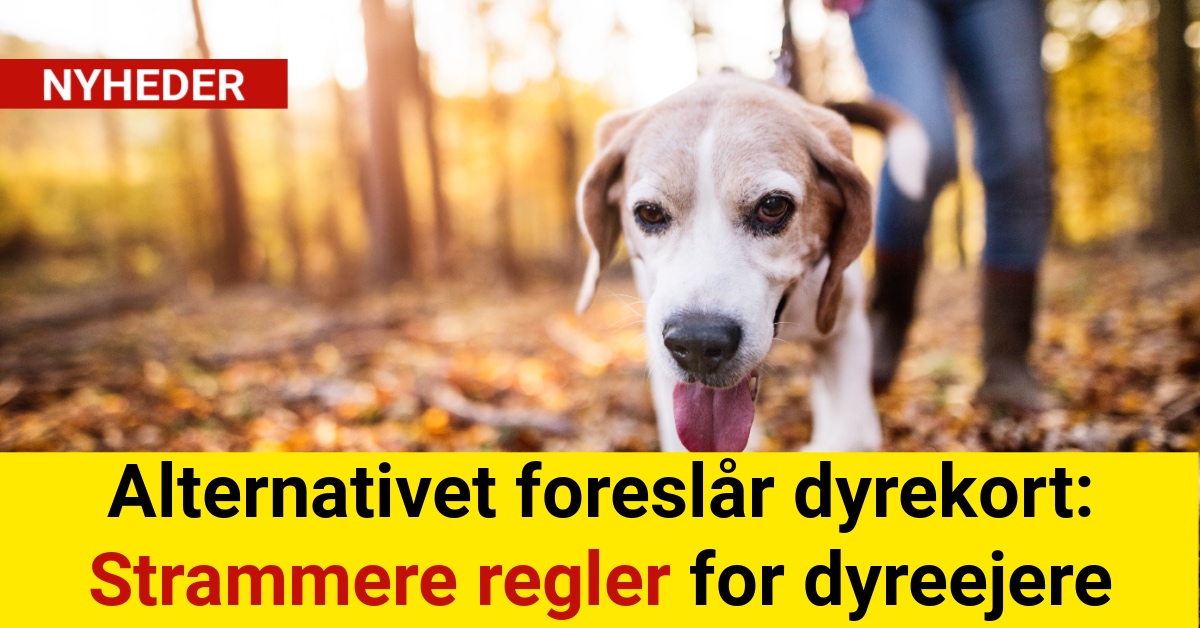 Alternativet foreslår dyrekort: Strammere regler for dyreejere