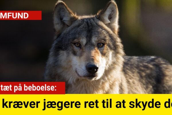 Ulve tæt på beboelse: