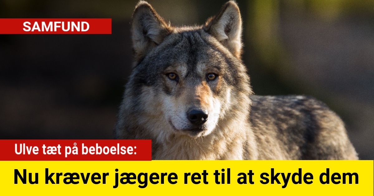 Ulve tæt på beboelse: