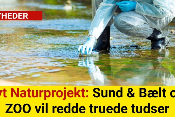 Nyt Naturprojekt: Sund & Bælt og ZOO vil redde truede tudser