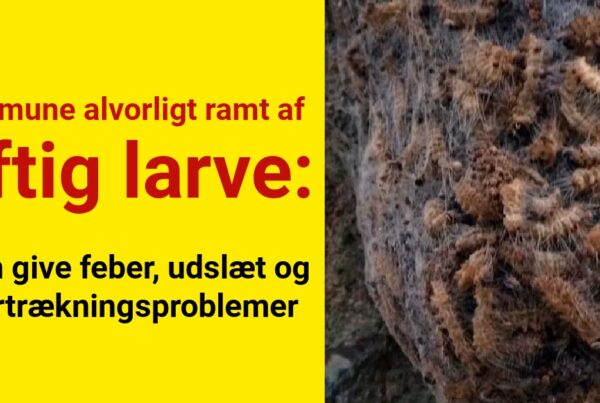 Kommune alvorligt ramt af giftig larve: kan give feber, udslæt og vejrtrækningsproblemer