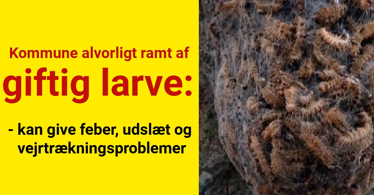 Kommune alvorligt ramt af giftig larve: kan give feber, udslæt og vejrtrækningsproblemer