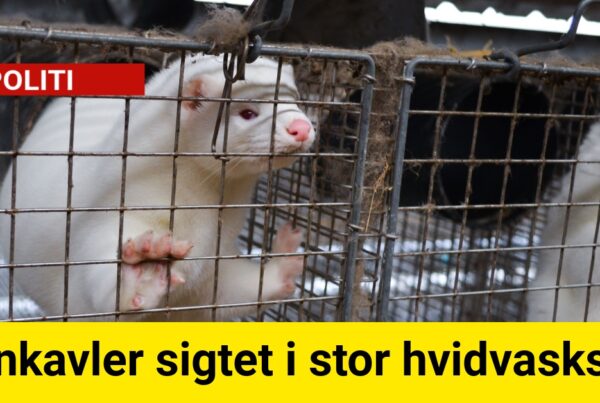 Minkavler sigtet i stor hvidvasksag