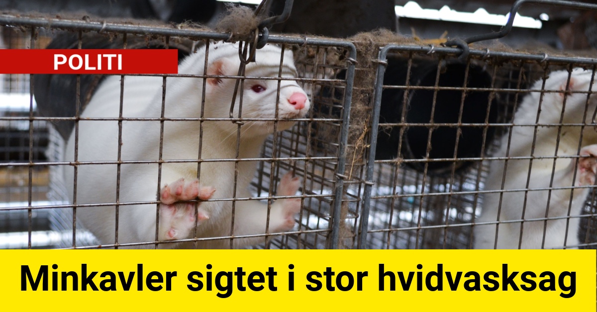 Minkavler sigtet i stor hvidvasksag