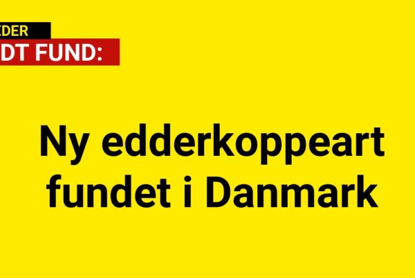 Ny edderkoppeart fundet i Danmark