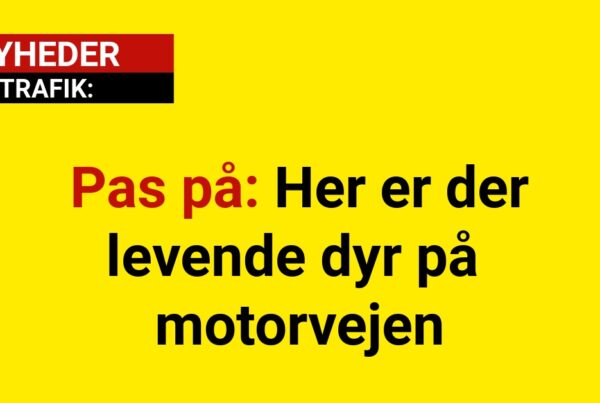 Pas på: Her er der levende dyr på motorvejenPas på: Her er der levende dyr på motorvejen