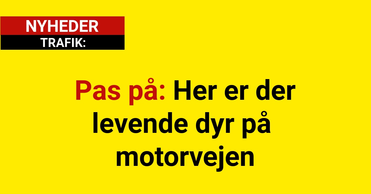 Pas på: Her er der levende dyr på motorvejenPas på: Her er der levende dyr på motorvejen