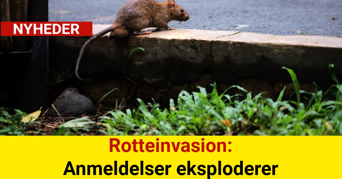 Rotteinvasion: Anmeldelser eksploderer