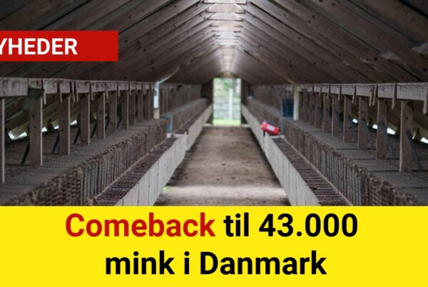 Comeback til 43.000 mink i Danmark