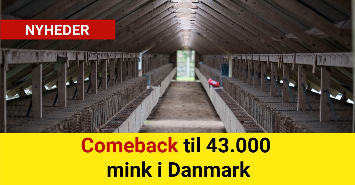 Comeback til 43.000 mink i Danmark