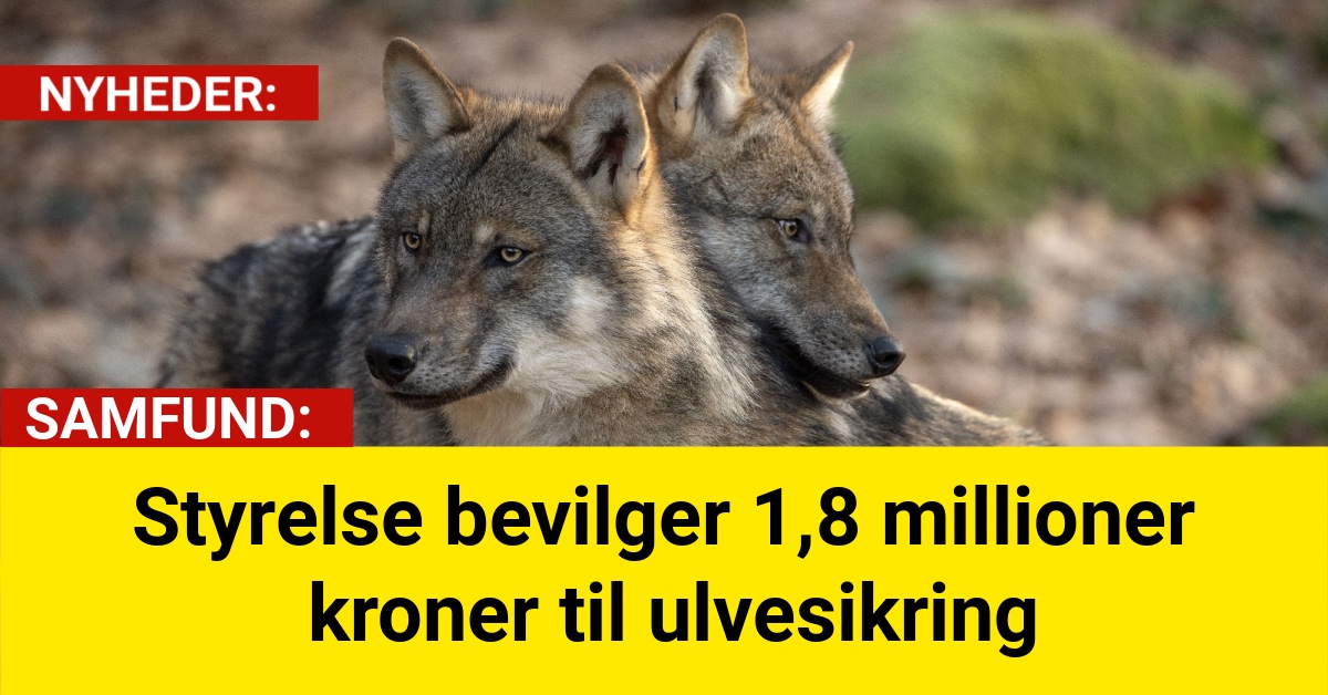 Styrelse bevilger 1,8 millioner kroner til ulvesikring