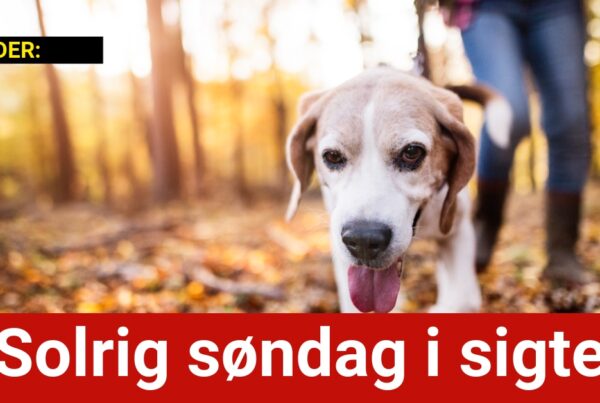 Solrig søndag i sigte