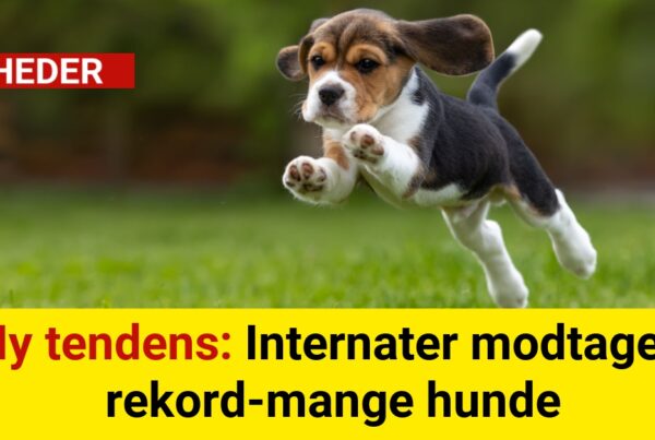 Ny tendens: Internater modtager rekord-mange hunde