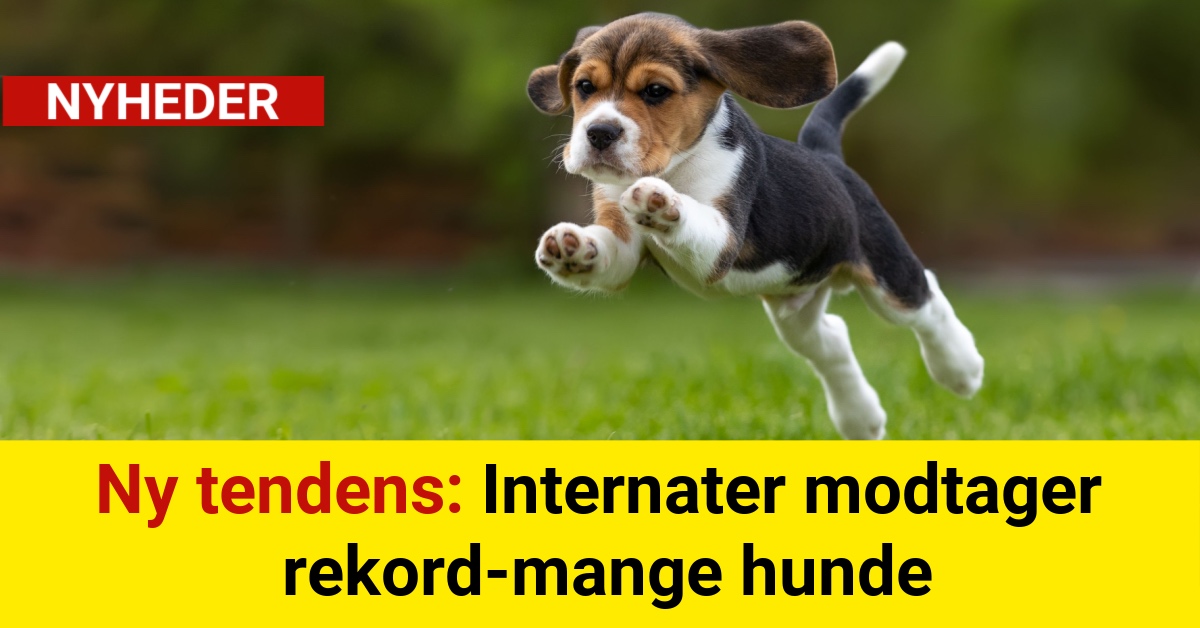 Ny tendens: Internater modtager rekord-mange hunde