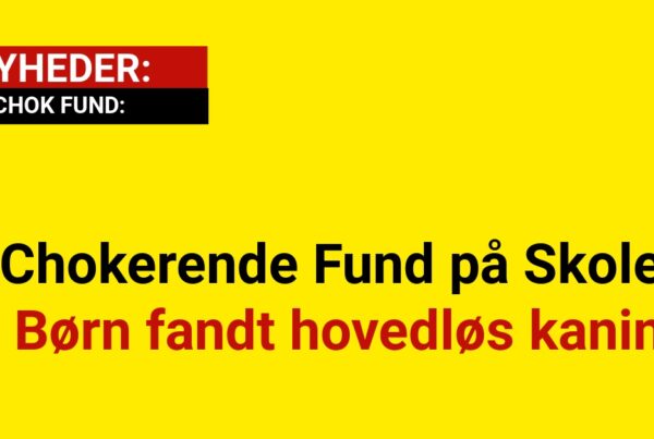 Chokerende Fund på Skole: Børn fandt hovedløs kanin