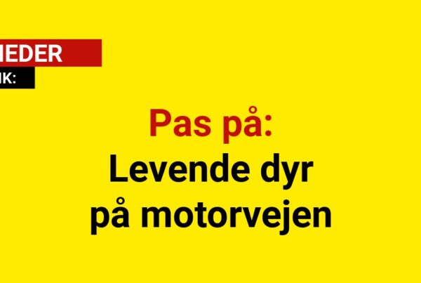 Pas på: Levende dyr på motorvejen