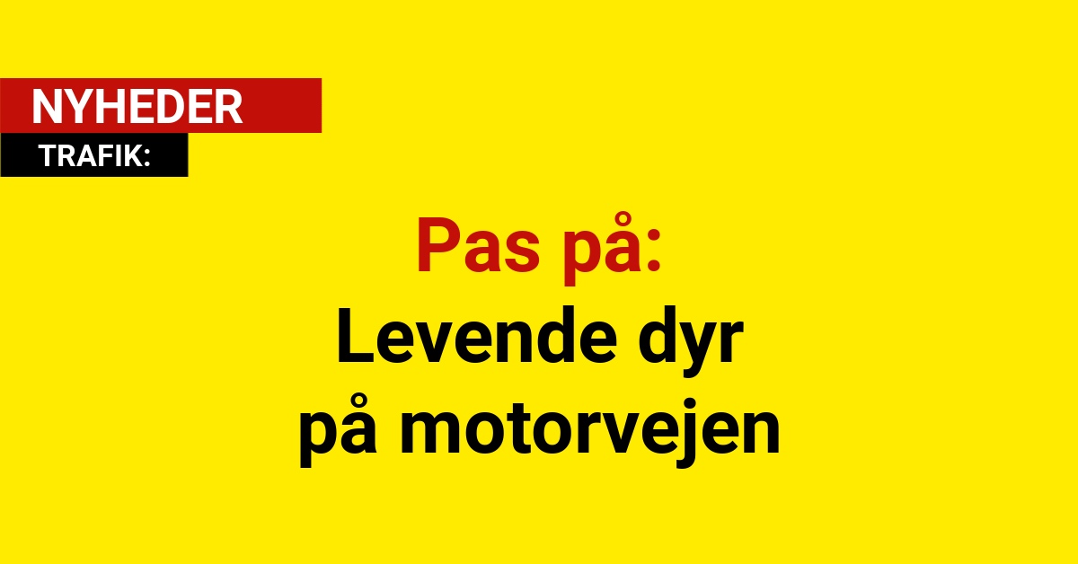 Pas på: Levende dyr på motorvejen