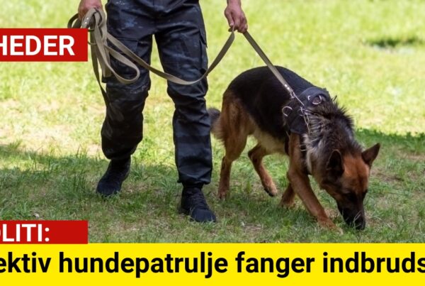 Effektiv hundepatrulje fanger indbrudstyv