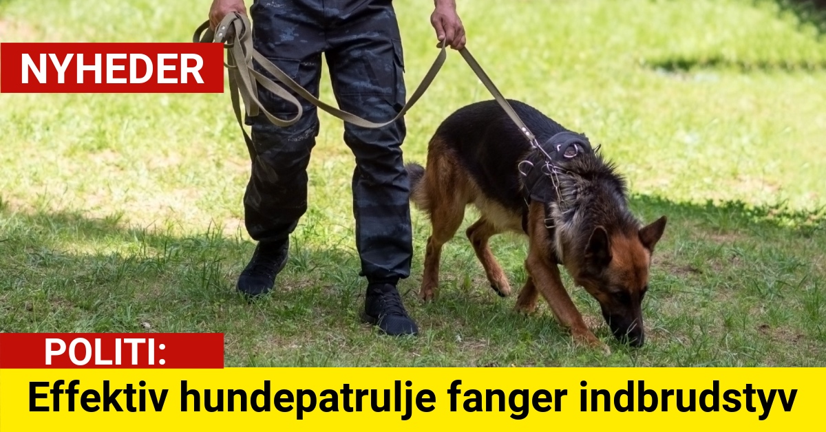 Effektiv hundepatrulje fanger indbrudstyv