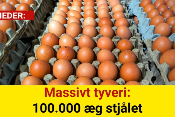 Massivt tyveri: 100.000 æg stjålet