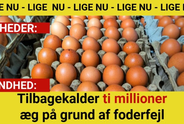 Tilbagekalder ti millioner æg på grund af foderfejl