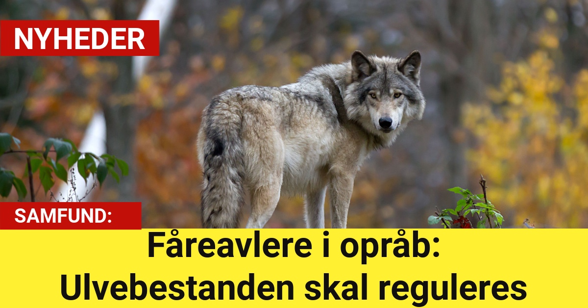 Fåreavlere i opråb: Ulvebestanden skal reguleres