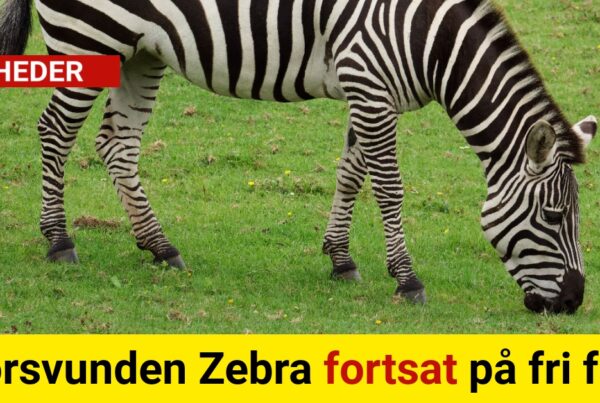 Forsvunden Zebra fortsat på fri fod