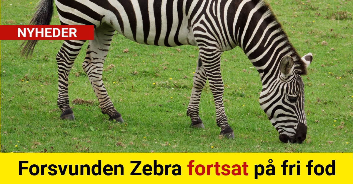 Forsvunden Zebra fortsat på fri fod