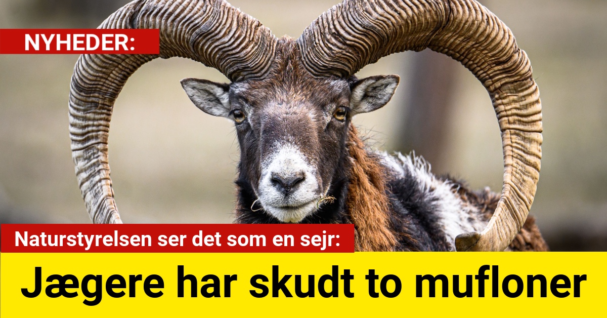 Jægere har skudt to mufloner