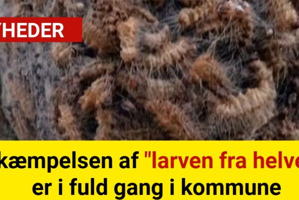 Bekæmpelsen af "larven fra helvede" er i fuld gang i kommune